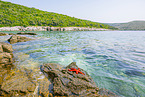 red sea star