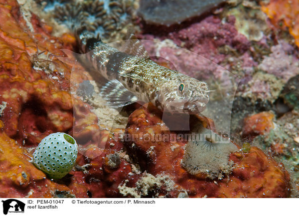 Riff-Eidechsenfisch / reef lizardfish / PEM-01047