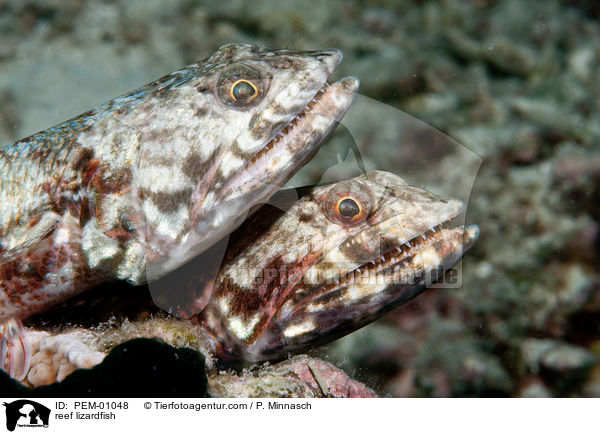 reef lizardfish / PEM-01048