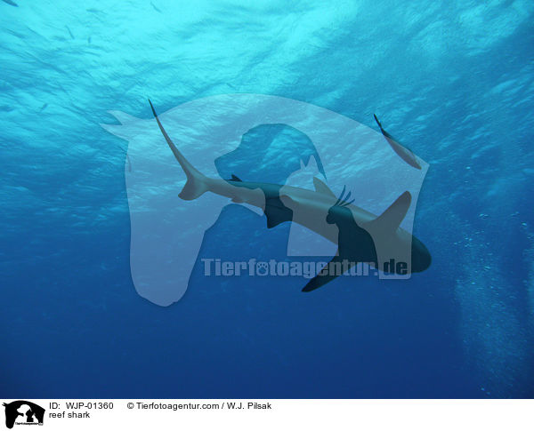 Riffhai / reef shark / WJP-01360