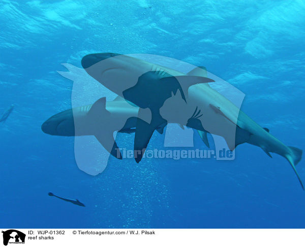 reef sharks / WJP-01362