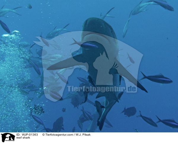 Riffhai / reef shark / WJP-01363