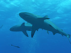 reef sharks