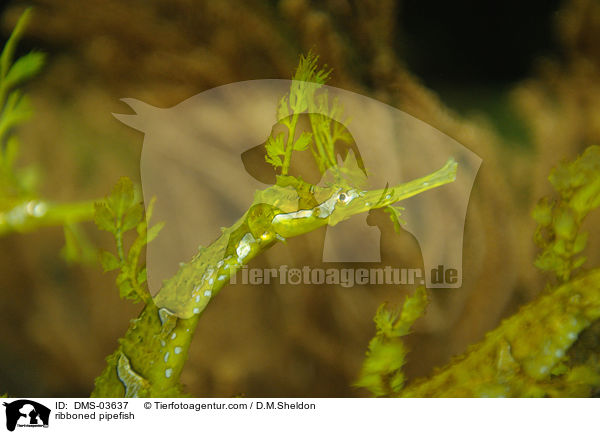 ribboned pipefish / DMS-03637