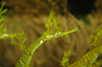 ribboned pipefish