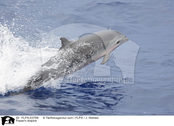 Fraser's dolphin / FLPA-03769