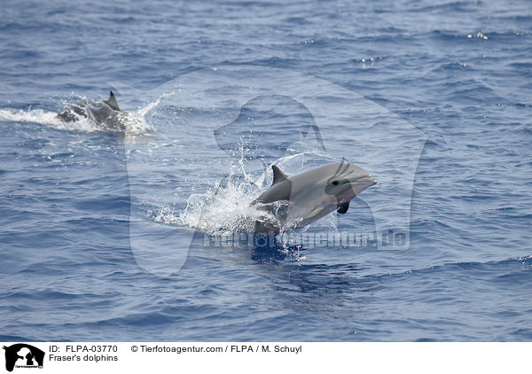 Fraser's dolphins / FLPA-03770