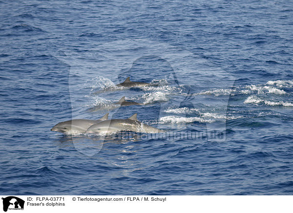Fraser's dolphins / FLPA-03771