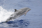 Fraser's dolphin