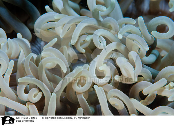 Seeanemone / sea anemone / PEM-01083