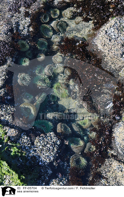 sea anemones / FF-05704