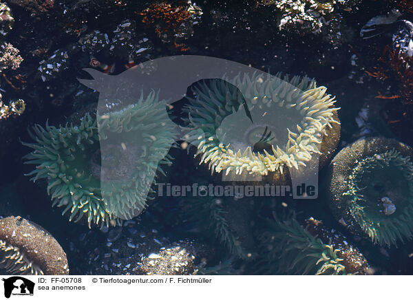sea anemones / FF-05708