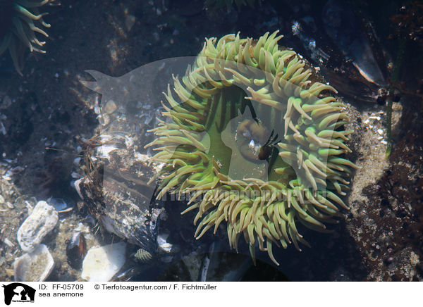 sea anemone / FF-05709