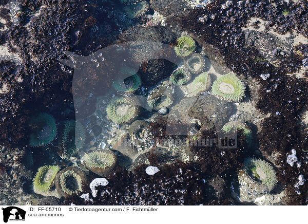 Seeanemonen / sea anemones / FF-05710