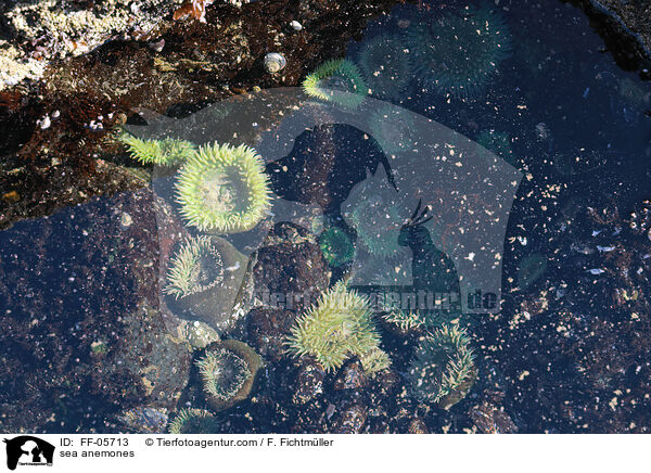sea anemones / FF-05713