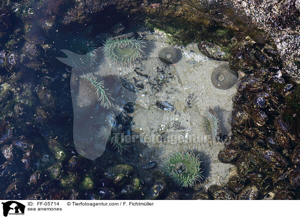 Seeanemonen / sea anemones / FF-05714