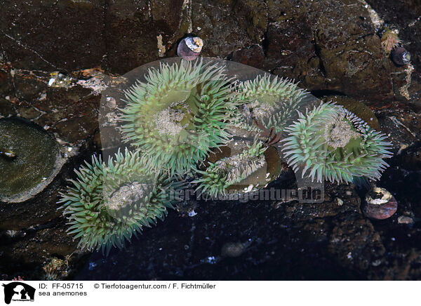 Seeanemonen / sea anemones / FF-05715