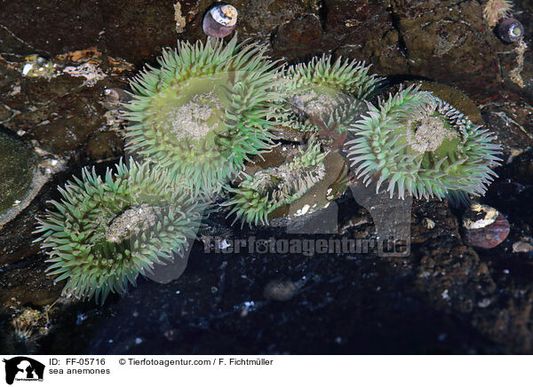 Seeanemonen / sea anemones / FF-05716