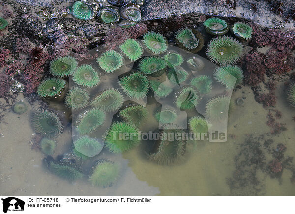 sea anemones / FF-05718