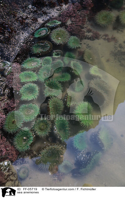 sea anemones / FF-05719