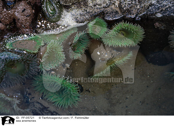 sea anemones / FF-05721