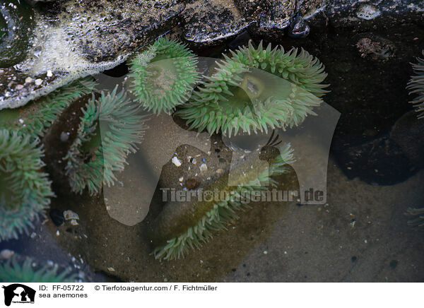 sea anemones / FF-05722