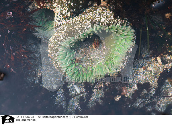 sea anemones / FF-05723