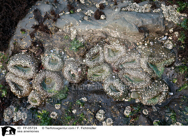 sea anemones / FF-05724