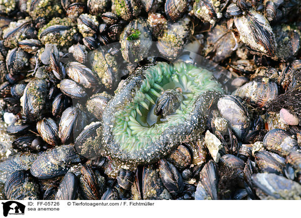 Seeanemone / sea anemone / FF-05726