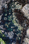 sea anemones