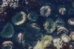 sea anemones