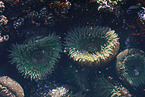 sea anemones