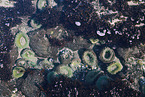 sea anemones