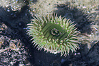 sea anemone