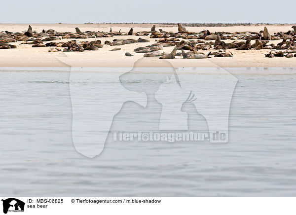 Seebren / sea bear / MBS-06825