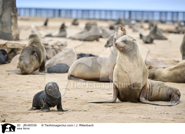 sea lions / JR-06539