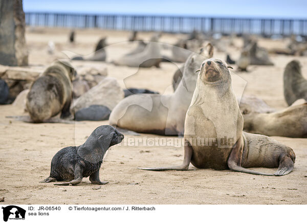 Seelwen / sea lions / JR-06540