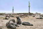 sea lions