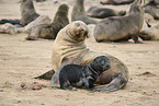 sea lions