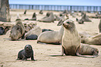 sea lions