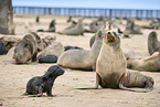 sea lions