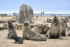 sea lions