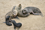 sea lions