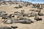 sea lions