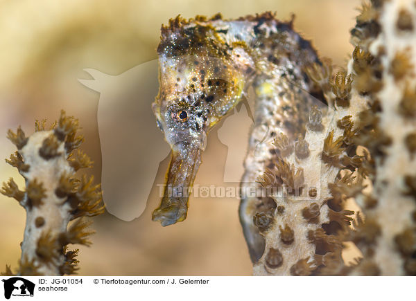 Seepferdchen / seahorse / JG-01054