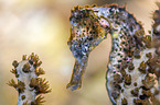 seahorse