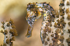 seahorse