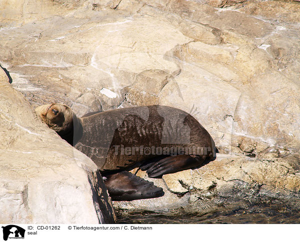 Robbe / seal / CD-01262