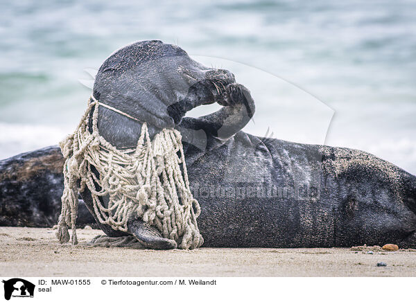 Robbe / seal / MAW-01555
