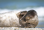 seal